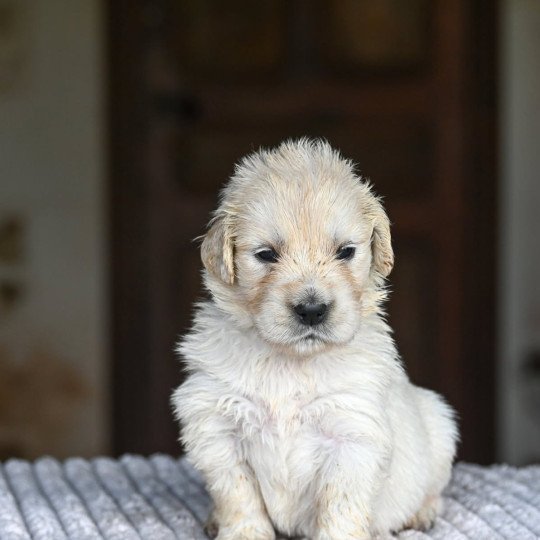 chiot Golden retriever Alone again Elevage des Symphonies d'arlequin