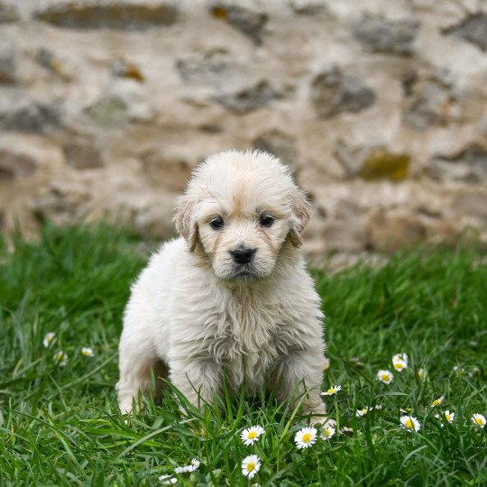 Roxy (collier vert/noir) Des Symphonies d'arlequin Femelle Golden retriever