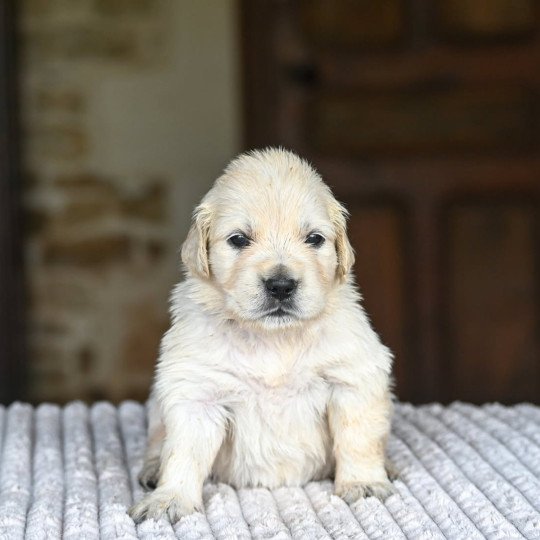 chiot Golden retriever Always the sun Elevage des Symphonies d'arlequin