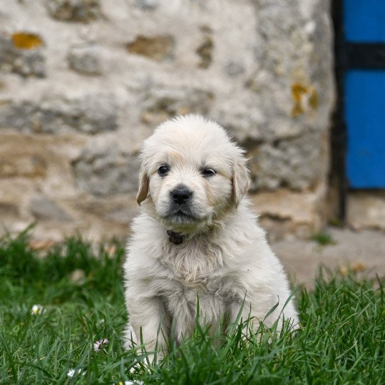 Alba ( collier orange/noir ) Des Symphonies d'arlequin Femelle Golden retriever