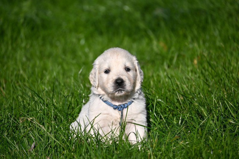 A Million Blessings Des Symphonies d'arlequin Mâle Golden retriever