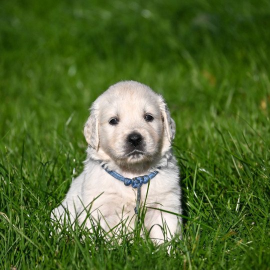 A Million Blessings Des Symphonies d'arlequin Mâle Golden retriever