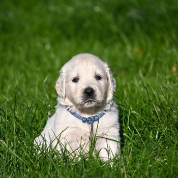 chiot Golden retriever A Million Blessings Elevage des Symphonies d'arlequin