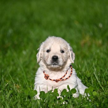 chiot Golden retriever A Million Days Elevage des Symphonies d'arlequin