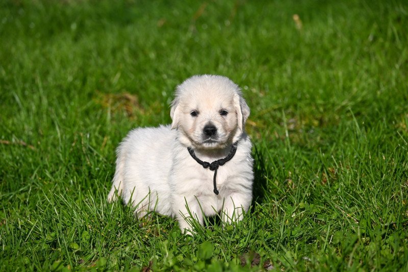 A Million Dreams Des Symphonies d'arlequin Mâle Golden retriever