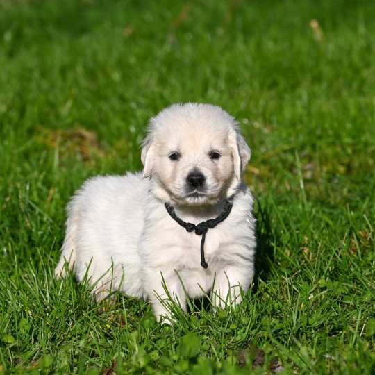 A Million Dreams Des Symphonies d'arlequin Mâle Golden retriever