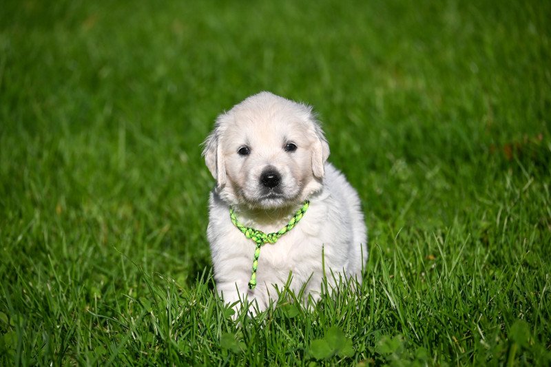 A Million Hearts Des Symphonies d'arlequin Mâle Golden retriever