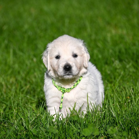 A Million Hearts Des Symphonies d'arlequin Mâle Golden retriever
