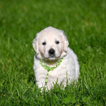 chiot Golden retriever A Million Hearts Elevage des Symphonies d'arlequin