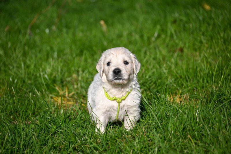 A Million Lights Des Symphonies d'arlequin Mâle Golden retriever