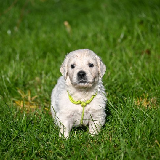 A Million Lights Des Symphonies d'arlequin Mâle Golden retriever
