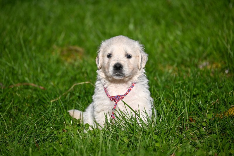 A Million Miles Des Symphonies d'arlequin Femelle Golden retriever