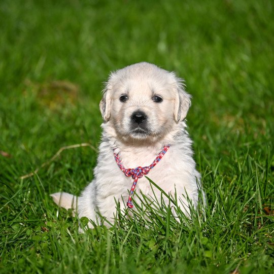 A Million Miles Des Symphonies d'arlequin Femelle Golden retriever