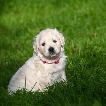 chiot Golden retriever A Million Tears Elevage des Symphonies d'arlequin