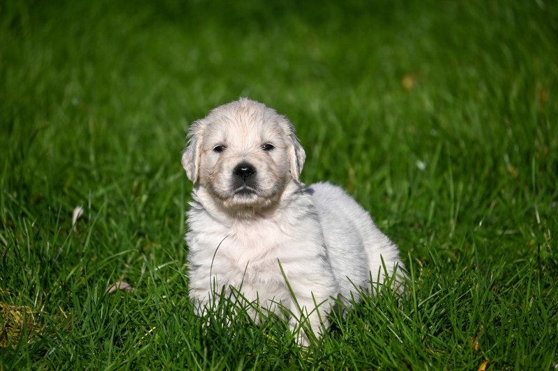 A Million Tears Des Symphonies d'arlequin Mâle Golden retriever