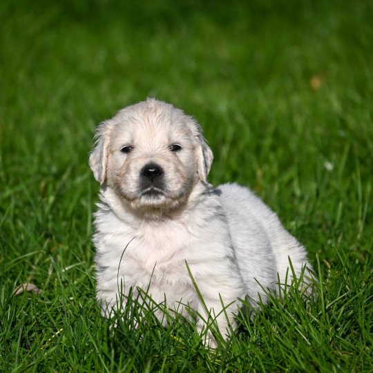 A Million Tears Des Symphonies d'arlequin Mâle Golden retriever