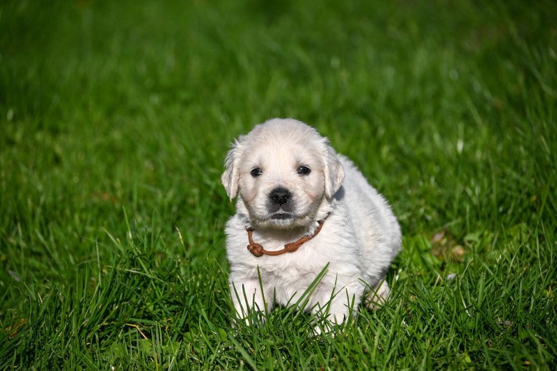 A million time Des Symphonies d'arlequin Mâle Golden retriever