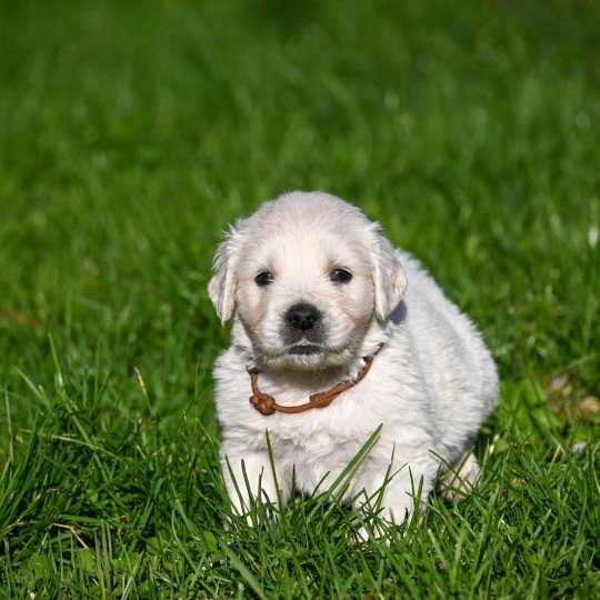 A million time Des Symphonies d'arlequin Mâle Golden retriever