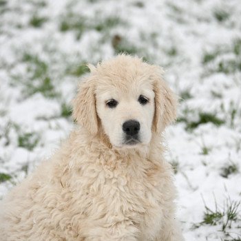 chiot Golden retriever A Million Years Elevage des Symphonies d'arlequin