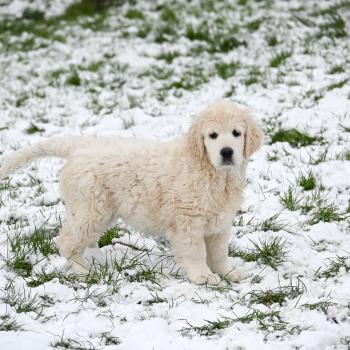 chiot Golden retriever A Million Years Elevage des Symphonies d'arlequin