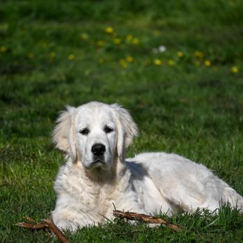 chiot Golden retriever A Million Years Elevage des Symphonies d'arlequin