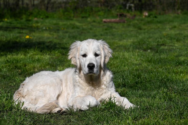 A Million Years Des Symphonies d'arlequin Femelle Golden retriever