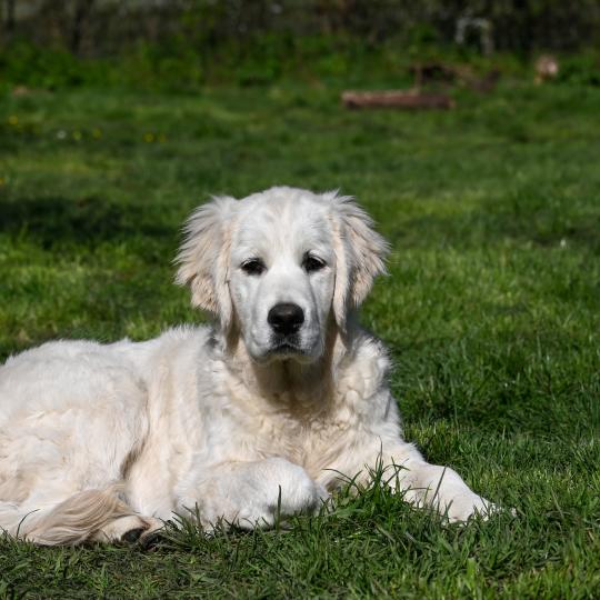chiot Golden retriever A Million Years Elevage des Symphonies d'arlequin