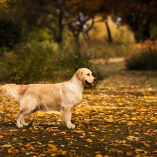 CH. Gold Heaven Soirée clandestine Femelle Golden retriever