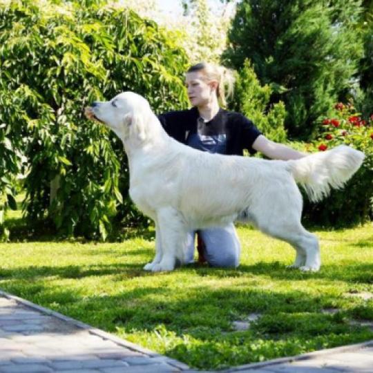 CH. Turmalin iz sokolinogo gnezda Mâle Golden retriever