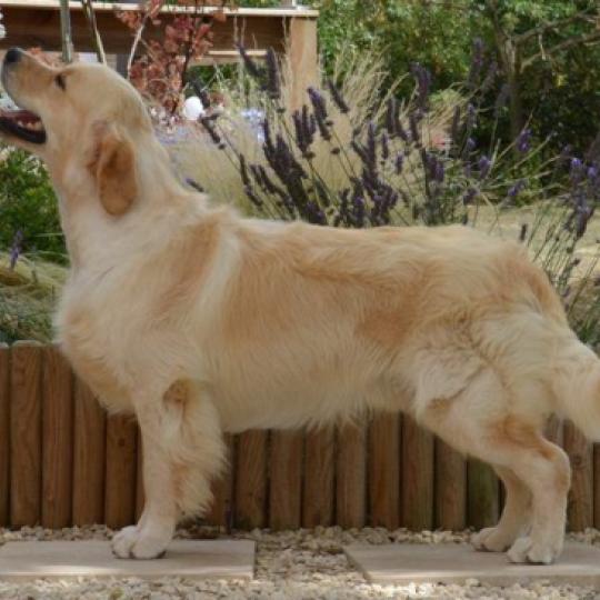 Goldlab Ti amo Mâle Golden retriever