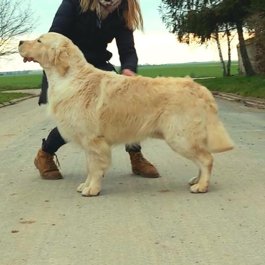 Greenwich iz doliny solnca Mâle Golden retriever