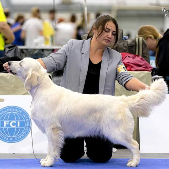 Navilis Fire & ice Femelle Golden retriever