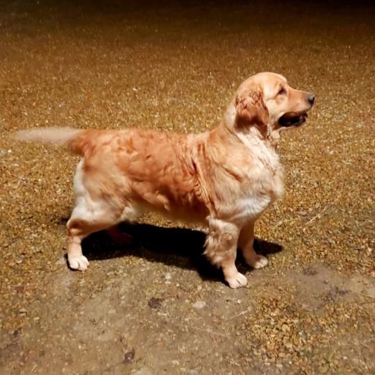 Snappy zappy sand zapper Of Pelennor Fields Femelle Golden retriever