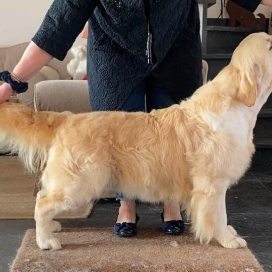 Sungleam of purdy’s cottage Mâle Golden retriever
