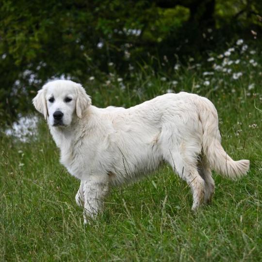 chien Golden retriever Yellowstone "Yoko" Elevage des Symphonies d'arlequin