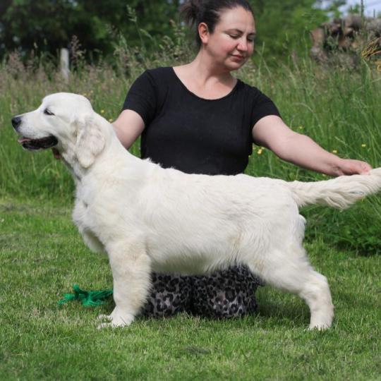 chien Golden retriever Yellowstone "Yoko" Elevage des Symphonies d'arlequin