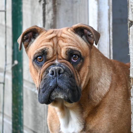 Un autre chemin Des Symphonies d'arlequin Femelle Olde English Bulldogge