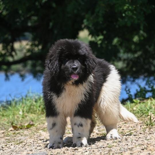 chien Terre neuve Oukaya forever Belle ile en mer Elevage des Symphonies d'arlequin