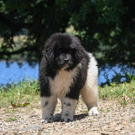 chien Terre neuve Oukaya forever Belle ile en mer Elevage des Symphonies d'arlequin