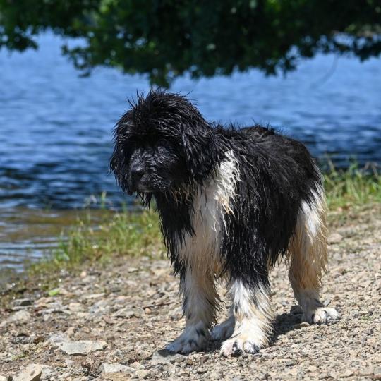chien Terre neuve Oukaya forever Belle ile en mer Elevage des Symphonies d'arlequin