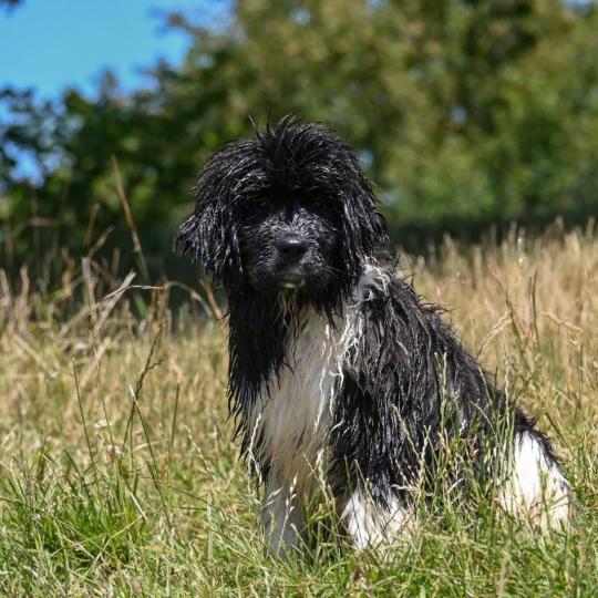 chien Terre neuve Oukaya forever Belle ile en mer Elevage des Symphonies d'arlequin