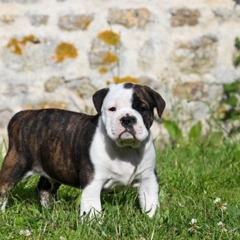 6 apprentissages essentiels du chiot ( et des grands )