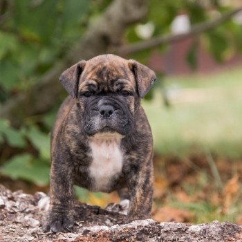 Adoption d'un chiot : 5 erreurs à ne pas commettre