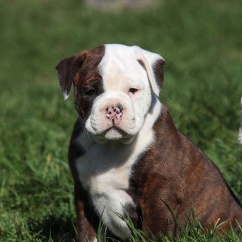 Au secours ! Mon chiot mordille