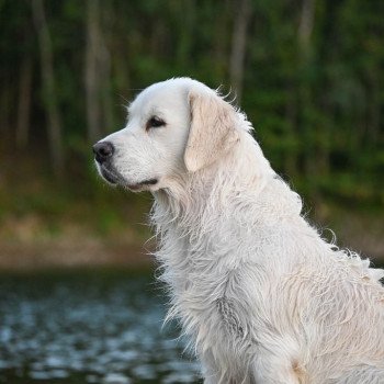 Est-ce mal de dormir avec son chien ?
