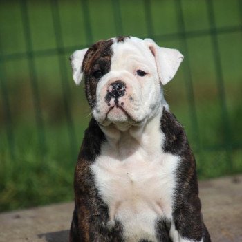 La socialisation du chiot : un apprentissage à ne pas négliger !