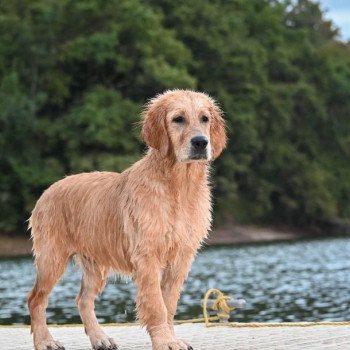 Le chien adulte et le chiot au sein d'un même foyer