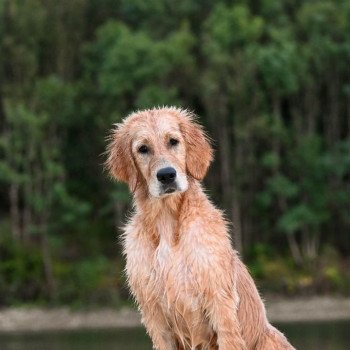 Que faire si mon chien harcèle ses congénères ?