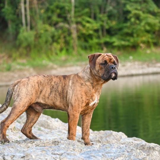 chiens-Bulldog-continental-8c666792-2099-e804-b5bd-e07914ad3d79_min