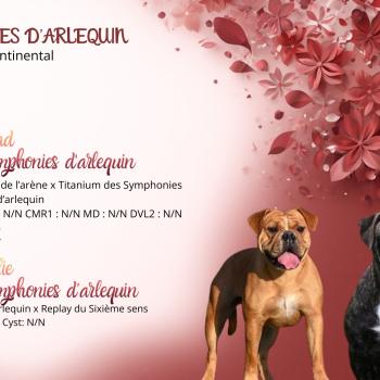 Mariage Folie ❤ Vlad